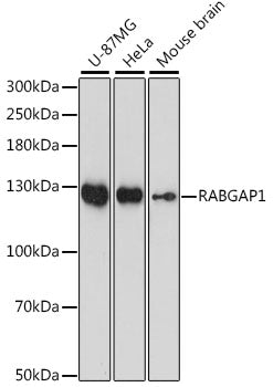 RABGAP1 Rabbit pAb