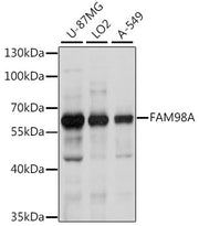 FAM98A Rabbit pAb