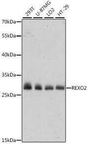 REXO2 Rabbit pAb