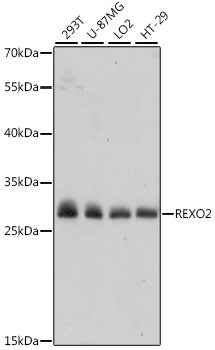 REXO2 Rabbit pAb