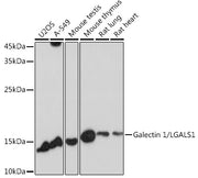 Galectin 1/LGALS1 Rabbit pAb