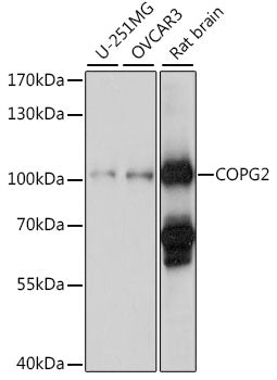 COPG2 Rabbit pAb