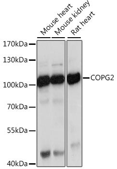 COPG2 Rabbit pAb