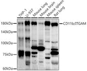 CD11b/ITGAM Rabbit pAb
