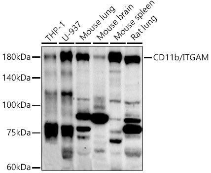 CD11b/ITGAM Rabbit pAb