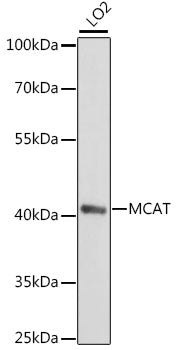 MCAT Rabbit pAb
