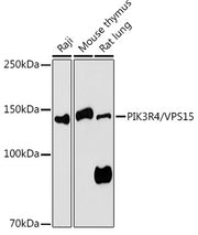 PIK3R4/VPS15 Rabbit pAb