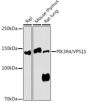 PIK3R4/VPS15 Rabbit pAb