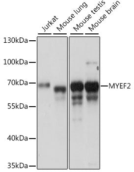 MYEF2 Rabbit pAb
