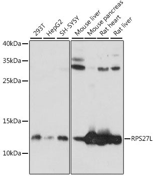 RPS27L Rabbit pAb
