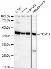 TRIM17 Rabbit pAb