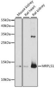 MRPL51 Rabbit pAb