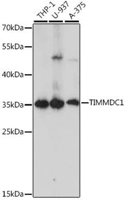 TIMMDC1 Rabbit pAb