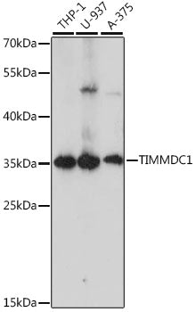 TIMMDC1 Rabbit pAb