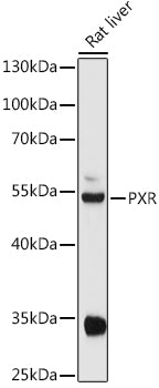 PXR Rabbit pAb