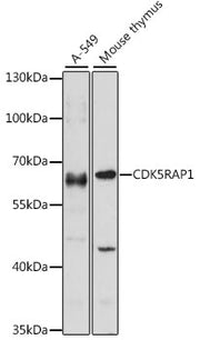 CDK5RAP1 Rabbit pAb
