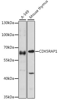 CDK5RAP1 Rabbit pAb