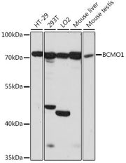 BCMO1 Rabbit pAb