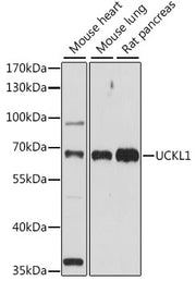 UCKL1 Rabbit pAb