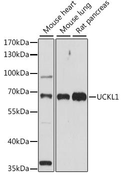 UCKL1 Rabbit pAb