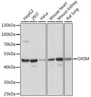 OXSM Rabbit pAb