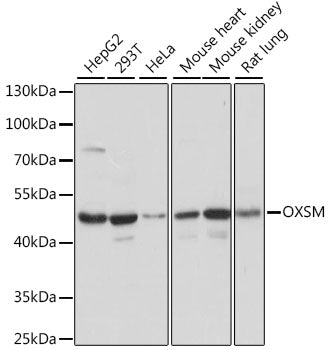 OXSM Rabbit pAb