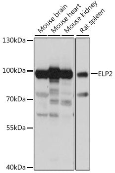 ELP2 Rabbit pAb