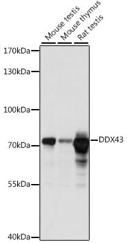 DDX43 Rabbit pAb