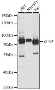 ZFP64 Rabbit pAb