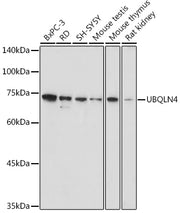 UBQLN4 Rabbit pAb