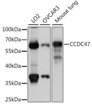 CCDC47 Rabbit pAb