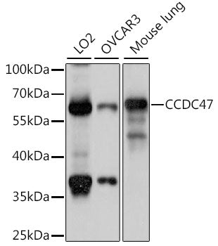 CCDC47 Rabbit pAb