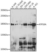 ATP10A Rabbit pAb