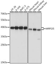 MRPS35 Rabbit pAb