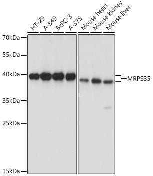MRPS35 Rabbit pAb