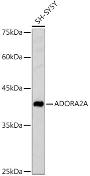 ADORA2A Rabbit pAb