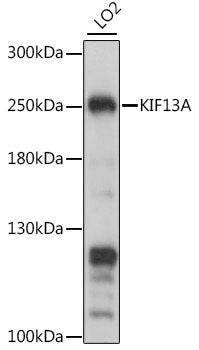 KIF13A Rabbit pAb