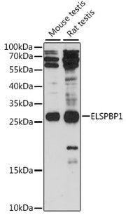 ELSPBP1 Rabbit pAb