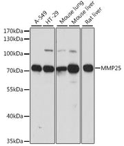 MMP25 Rabbit pAb