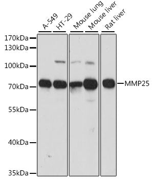 MMP25 Rabbit pAb