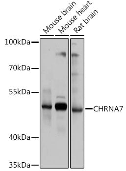 CHRNA7 Rabbit pAb