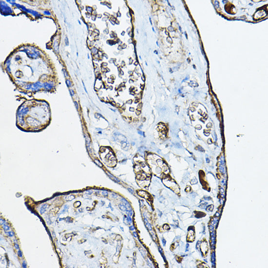 CHRNA7 Rabbit pAb