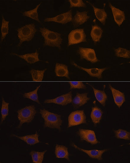 CHRNA7 Rabbit pAb