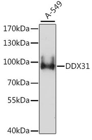 DDX31 Rabbit pAb