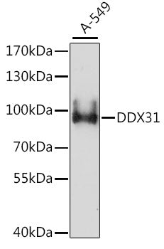 DDX31 Rabbit pAb