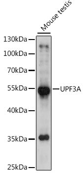 UPF3A Rabbit pAb