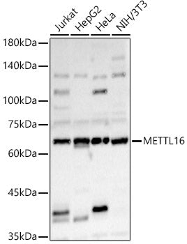 METTL16 Rabbit pAb
