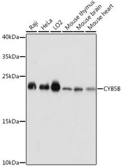 CYB5B Rabbit pAb