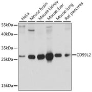 CD99L2 Rabbit pAb