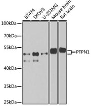 PTPN1 Rabbit pAb